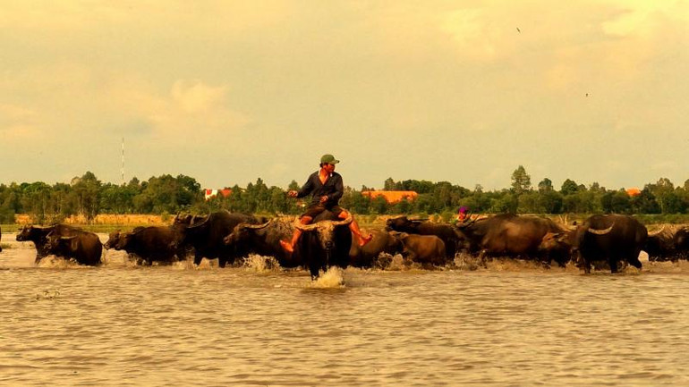 Ở xa xa, một đoàn len trâu đang băng đồng nước về phía nội đồng thị trấn Sa Rài, huyện Tân Hồng, tỉnh Đồng Tháp. Ở xa xa, một đoàn len trâu đang băng đồng nước về phía nội đồng thị trấn Sa Rài, huyện Tân Hồng, tỉnh Đồng Tháp.