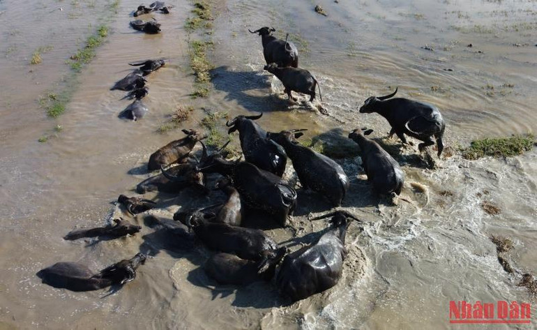Người chủ không nỡ nhìn trâu đói ốm nên phải lùa chạy hết đồng này sang đồng khác tìm cỏ xanh. Người chủ không nỡ nhìn trâu đói ốm nên phải lùa chạy hết đồng này sang đồng khác tìm cỏ xanh.