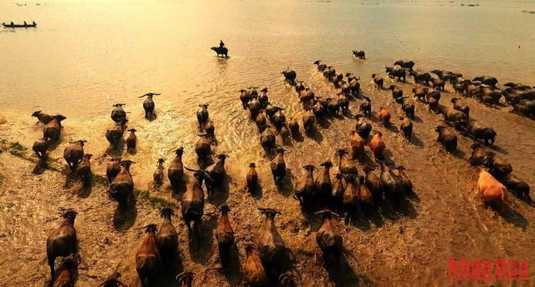 Một đoàn trâu vài trăm con len qua cánh đồng nước thị trấn Sa Rài, huyện Tân Hồng, tỉnh Đồng Tháp. Một đoàn trâu vài trăm con len qua cánh đồng nước thị trấn Sa Rài, huyện Tân Hồng, tỉnh Đồng Tháp.