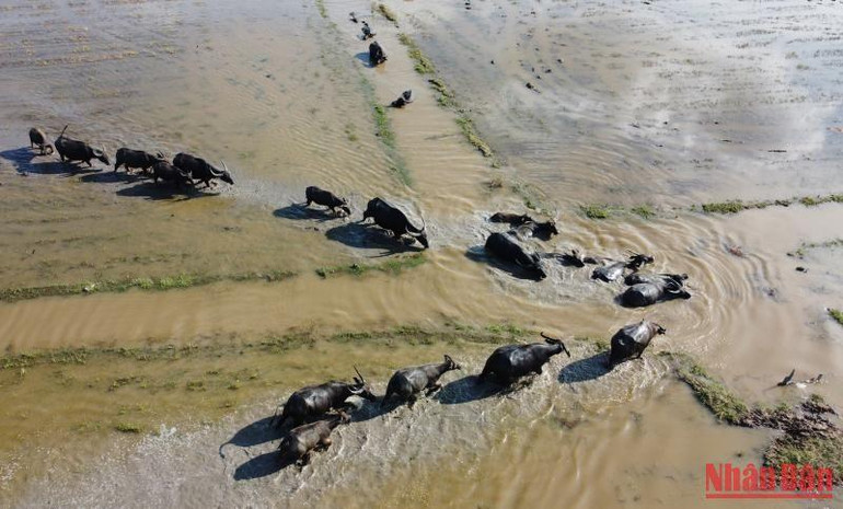 Len trâu còn là sự trả ơn của người nông dân với con vật trung thành, quanh năm cực khổ giúp họ làm ra hạt lúa. Len trâu còn là sự trả ơn của người nông dân với con vật trung thành, quanh năm cực khổ giúp họ làm ra hạt lúa.