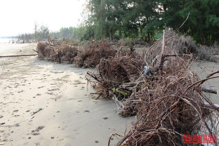 Thảm phi lao ven biển bị sóng, nước biển xâm thực, trơ bật gốc.