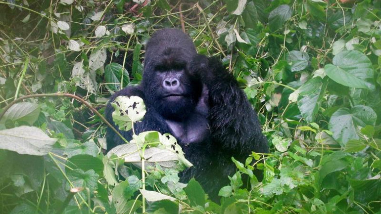 Một con khỉ đột núi trong Vườn quốc gia Virguna nằm ở Cộng hòa Dân chủ Congo, ngày 4/4/2014. (Ảnh: REUTERS)