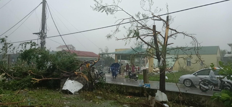 Nhiều cây cối ngã đổ do lốc xoáy.