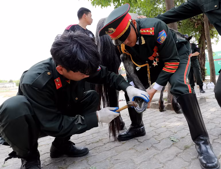 Thay móng mới giúp ngựa không bị biến dạng chân khi luyện tập.