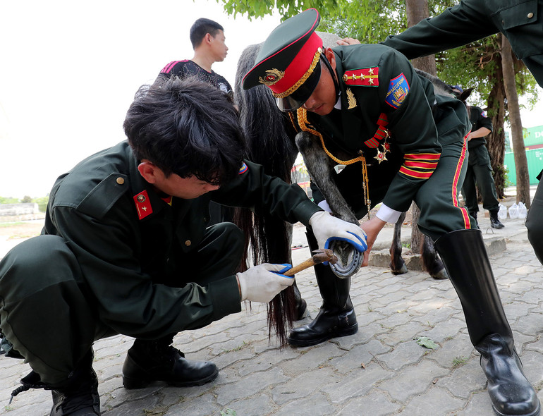 Thay móng mới giúp ngựa không bị biến dạng chân khi luyện tập. Thay móng mới giúp ngựa không bị biến dạng chân khi luyện tập.