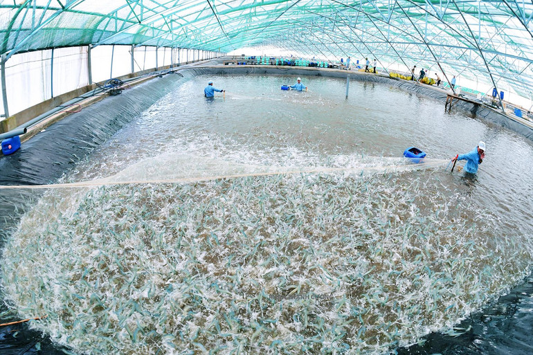 Nuôi tôm công nghệ cao trong nhà kính ở tỉnh Bạc Liêu, giúp giảm rủi ro, bảo đảm năng suất và hiệu quả kinh tế trong các giai đoạn thời tiết cực đoan. (Ảnh THANH PHONG)