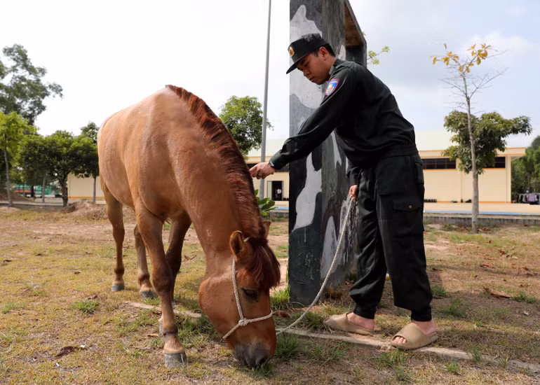 Đây là giống ngựa Mông Cổ, có sức khỏe, dẻo dai, thích nghi nhanh với điều kiện thời tiết khắc nghiệt.