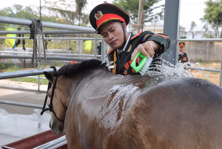 Các chú ngựa rất thích được tắm mát sau mỗi lần luyện tập.