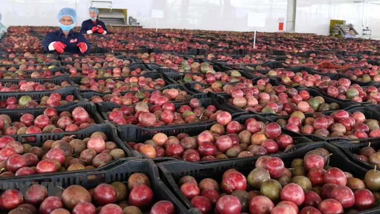 Xuất khẩu rau quả đến nhiều thị trường mới.