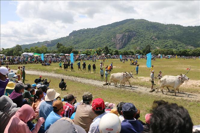 Hàng nghìn người đội nắng xem và cổ vũ cho các cặp bò thi đấu.