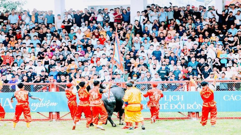 Niềm vui khi có trâu giành chiến thắng.