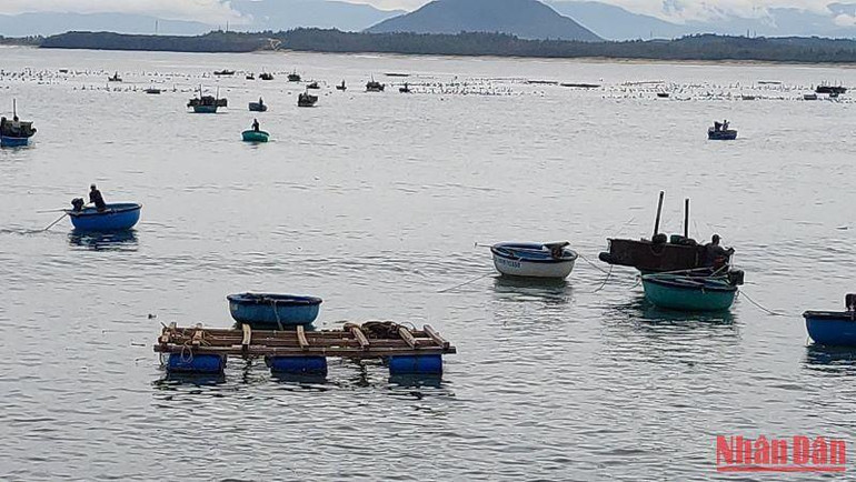 Ngư dân ươm nuôi tôm hùm tại xã An Hòa Hải, đang khẩn trương di dời lồng bè nuôi tôm vào bờ tránh bão.