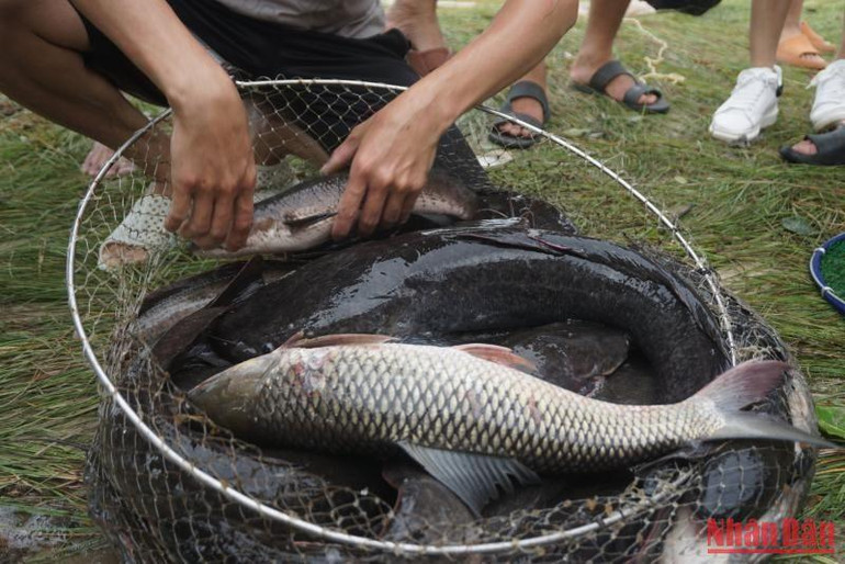 Nhiều con cá lớn nặng vài ba kg.