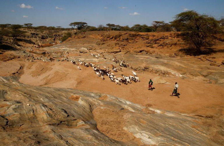 Lesiken Maten, 45 tuổi, đưa đàn gia súc của mình đi tìm nguồn nước ở Wamba, hạt Samburu, Kenya, ngày 27/7. (Ảnh: REUTERS).
