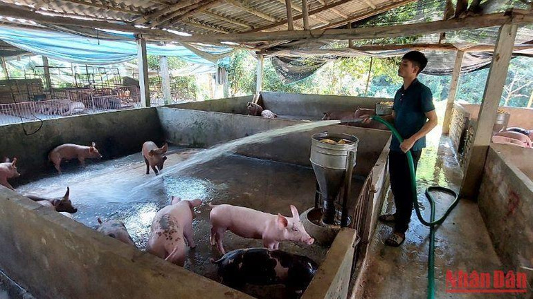 Nguồn vốn tín dụng chính sách giúp người dân trên địa bàn tỉnh Phú Thọ mở rộng chuồng trại, phát triển kinh tế gia đình.