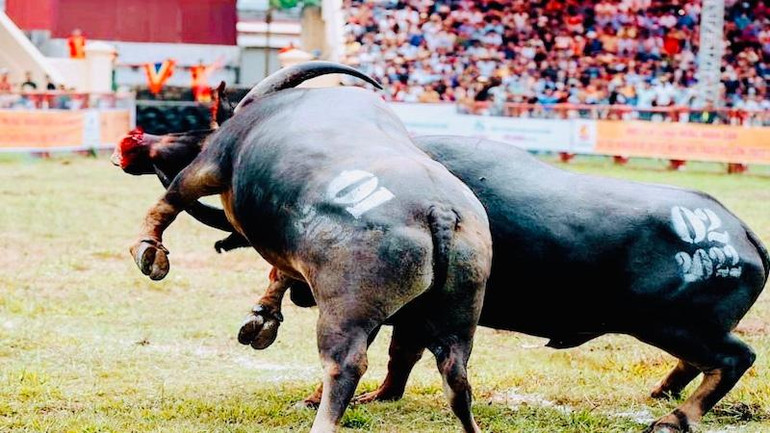 Một kháp đấu hay trong Hội chọi trâu Đồ Sơn 2022.