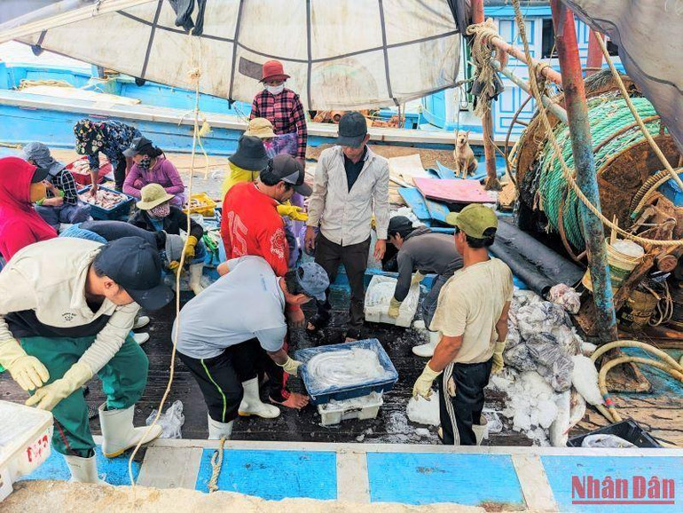 Nhiều tàu thuyền Quảng Ngãi cập bến đưa cá lên bờ trước khi bão Noru đến.