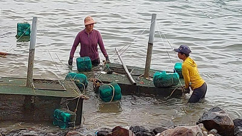 Ngư dân ươm nuôi tôm hùm tại xã An Hòa Hải, đang khẩn trương di dời lồng bè nuôi tôm vào bờ tránh bão.