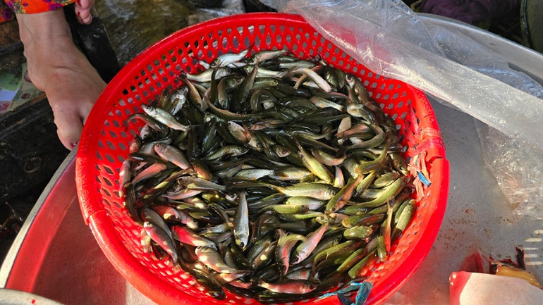 Cá linh non trong rổ này khá to, sống khỏe mà không cần ô-xy, được bán ở chợ khu dân cư 586 quận Cái Răng.