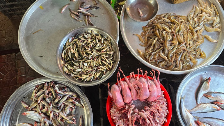 Vùng đầu nguồn nước nổi An Giang rất ít cá linh non, nhưng các chợ ở thành phố Cần Thơ thì bán cá linh to, giá rẻ gần phân nửa.