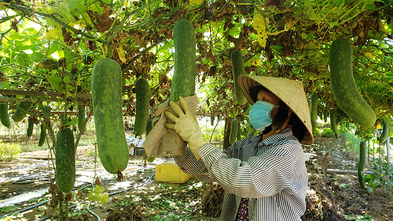 Các Hợp tác xã góp phần giải quyết việc làm cho lao động địa phương