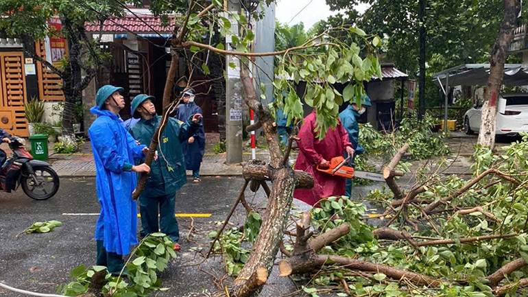 Dọn cây xanh ngã đổ.