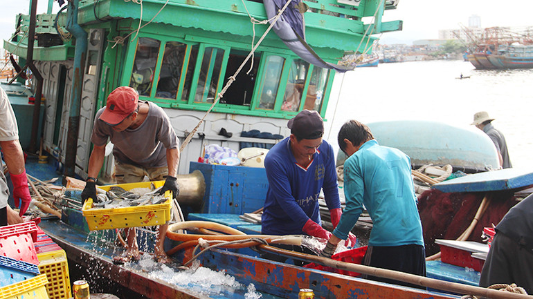Tàu cá bốc dỡ thủy sản tại Cảng cá Thọ Quang Tàu cá bốc dỡ thủy sản tại Cảng cá Thọ Quang