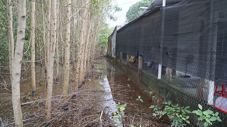 Quanh nhà chị Vân, đến chiều 29/11 vẫn còn nước ứ