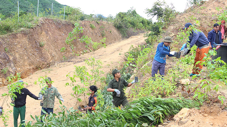 Đưa cây gỗ giống lên rừng.