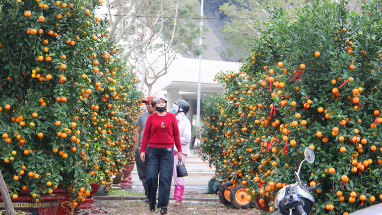 Những cây quất được trang trí cùng chậu đẹp mắt