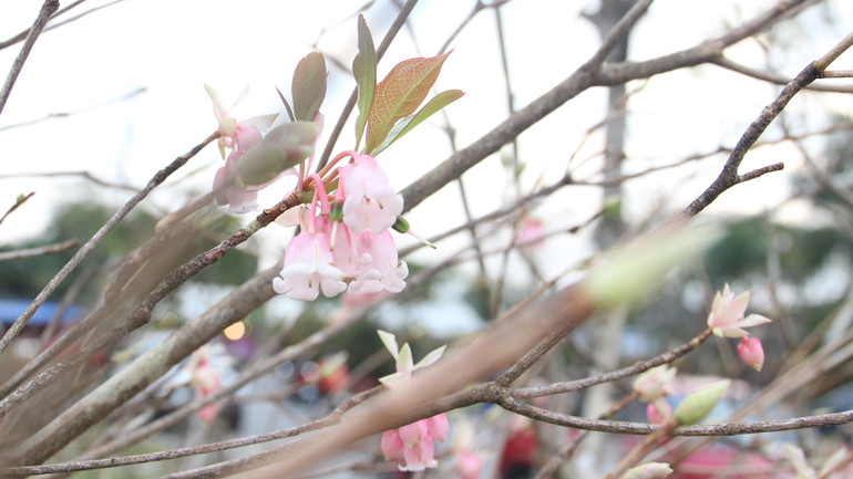 Hoa đào chuông cành là một trong những hoa Tết đang là “hot trend”