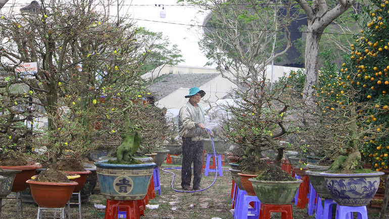 Chăm sóc mai tại chợ để giữ mai tươi và nở kịp Tết