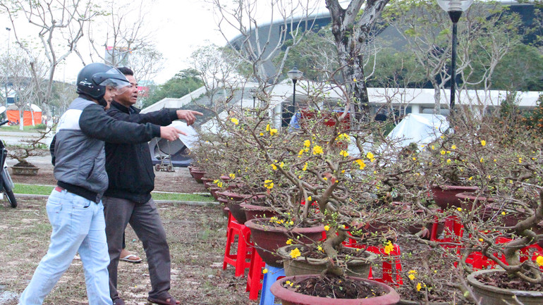 Mai cũng đã bắt đầu nở hoa