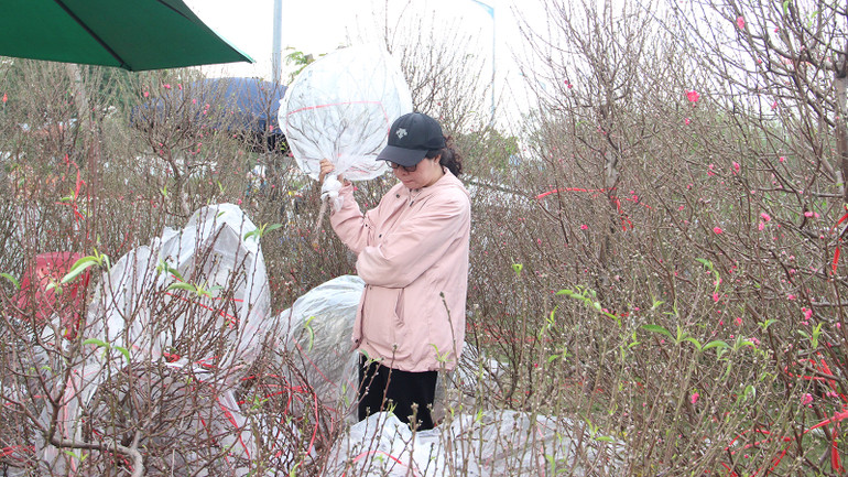 Phong phú đào cành với giá cả hợp lý