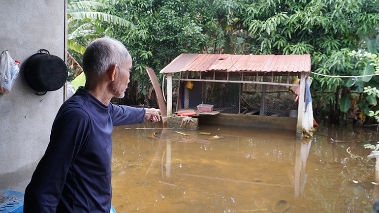 Mỗi ngày ông Nhạn vẫn lội nước ra khu vực chuồng gà để cho ăn