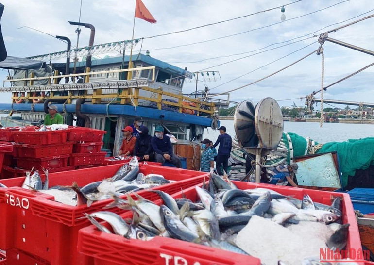 Rất lâu rồi, ngư dân Quảng Bình mở trúng mẻ cá 250 tấn.