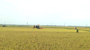 Nông dân xã Quảng Lưu, huyện Quảng Trạch thu hoạch lúa đông xuân.