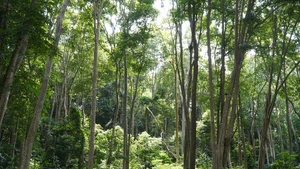 Bài 1: Những huyền thoại duyên nợ với rừng