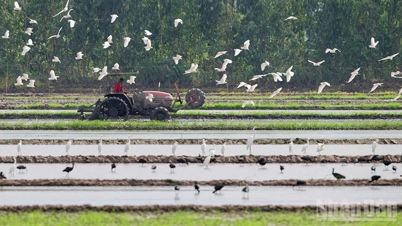 Bảo Tồn Đa Dạng Sinh Học Ngoài Ranh Giới: Thách Thức Và Cơ Hội Cho Đồng Bằng Sông Cửu Long