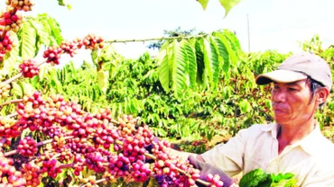 Mùa thu hoạch cà-phê tại huyện Bảo Lâm, tỉnh Lâm Đồng.