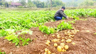 Người dân xã Trần Phú, huyện Na Rì thu hoạch khoai tây trồng liên kết sản xuất với hợp tác xã.