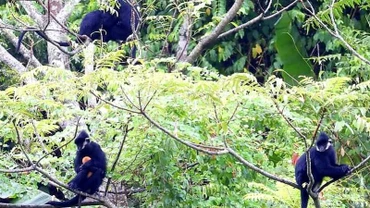 Các cá thể voọc gáy trắng sống trên núi đá vôi huyện Tuyên Hóa (Quảng Bình).