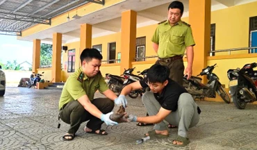 Bác sĩ thú y của Trung tâm kiểm tra sức khỏe, sơ cứu ban đầu cho cá thể Tê tê Java.