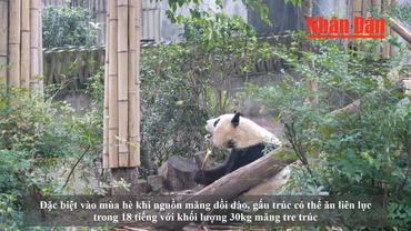 [Video] Quần thể gấu trúc sinh sản nhân tạo lớn nhất trên thế giới