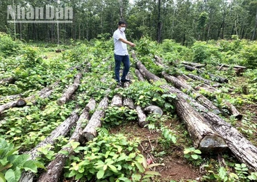 Một vụ phá rừng quy mô lớn thuộc lâm phận do Trung tâm Bảo tồn voi, cứu hộ động vật và Quản lý bảo vệ rừng quản lý được phát hiện trong năm 2021.