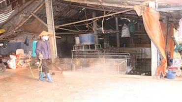 Phun thuốc tiêu độc khử trùng khu chuồng trại phòng dịch tả lợn châu Phi.