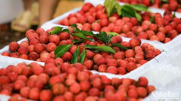 Vải thiều Bắc Giang. (Ảnh: Thành Đạt)