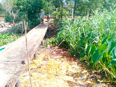 Vỏ và hột xoài xả xuống kênh Năm Thôn.