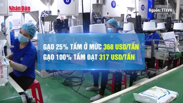 [Video] Gạo Việt lấy lại vị thế đắt giá nhất thế giới, 396 USD/tấn
