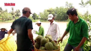 [Video] Thêm 960 mã số sầu riêng được phép xuất khẩu sang Trung Quốc